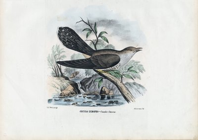 Coucou Commun, 1863-79 - Raimundo Petraroja